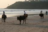 Нажмите для просмотра goa_0006_t1.jpg