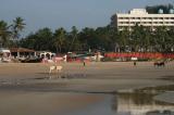 Нажмите для просмотра goa_0008_t1.jpg
