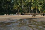 Нажмите для просмотра goa_0011_t1.jpg