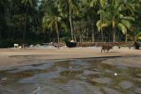 goa_0011_t1.jpg