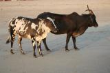 Нажмите для просмотра goa_0012_t1.jpg