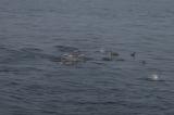 Нажмите для просмотра dolphins_001_t1.jpg