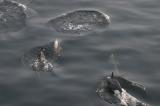 Нажмите для просмотра dolphins_002_t1.jpg