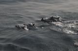 Нажмите для просмотра dolphins_003_t1.jpg