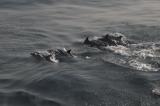 dolphins_003_t1.jpg