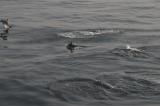 Нажмите для просмотра dolphins_004_t1.jpg