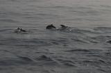 Нажмите для просмотра dolphins_005_t1.jpg