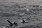 Нажмите для просмотра dolphins_006_t1.jpg
