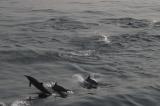 dolphins_006_t1.jpg