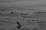 Нажмите для просмотра dolphins_007_t1.jpg