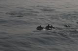 Нажмите для просмотра dolphins_008_t1.jpg