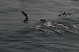 Нажмите для просмотра dolphins_009_t1.jpg