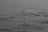 Нажмите для просмотра dolphins_010_t1.jpg