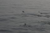 dolphins_010_t1.jpg