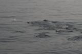 Нажмите для просмотра dolphins_011_t1.jpg