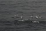 Нажмите для просмотра dolphins_012_t1.jpg