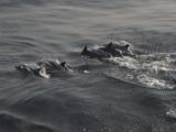 Открыть альбом dolphins_small.jpg
